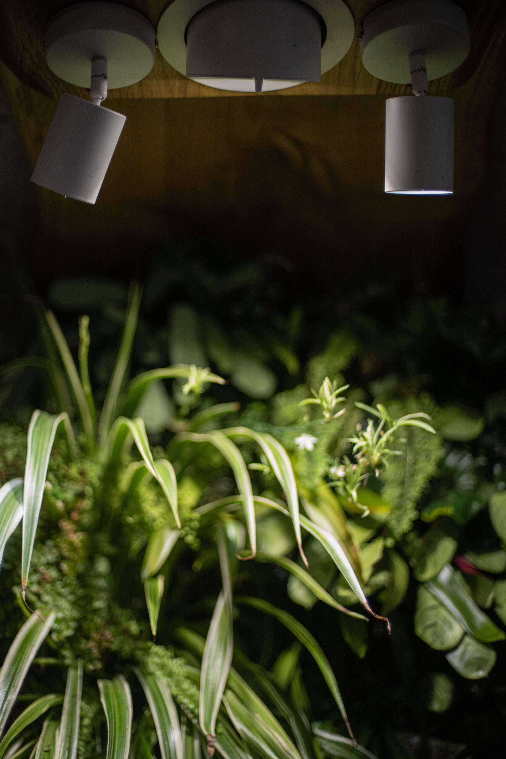 Horticulture LEDs