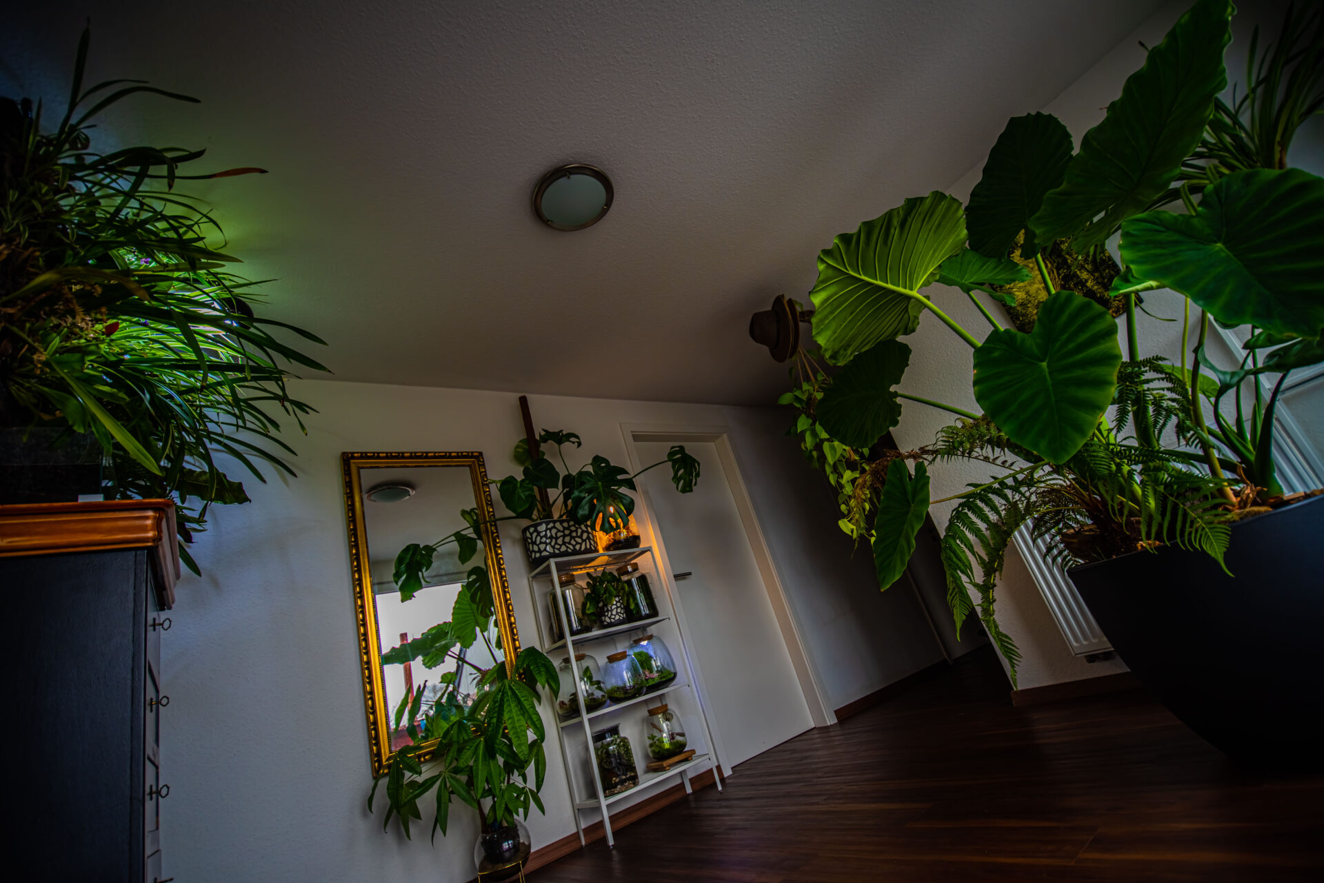 _ELI2681